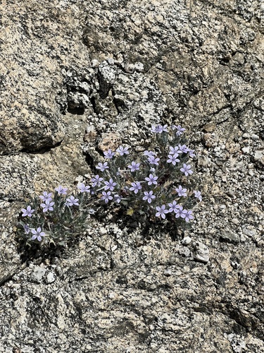 iNaturalist observation photo of Lilac Sunbonnet