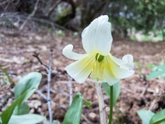 Erythronium multiscapideum