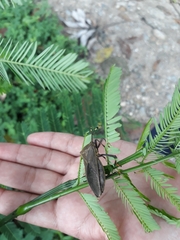Pachylis laticornis