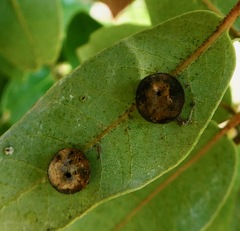 Paracraspis guadaloupensis