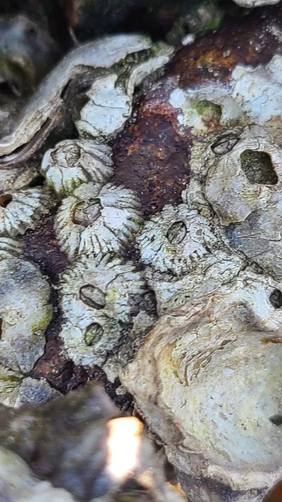 Chthamalus southwardorum