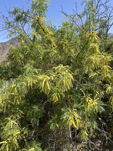 iNaturalist observation photo of western honey mesquite