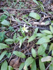 Erythronium multiscapideum
