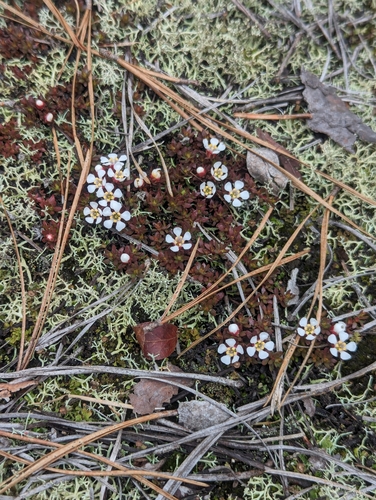 Image of Savanna Pyxiemoss (Pyxidanthera barbulata) by no rights reserved