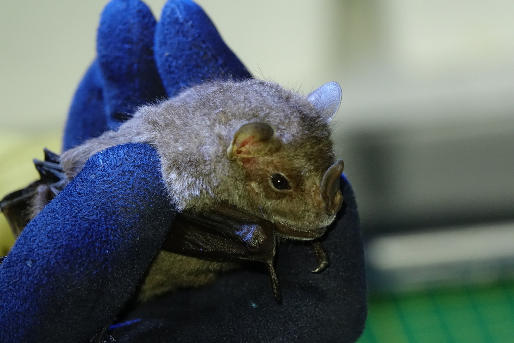 Guadeloupean Big-Eyed Bat