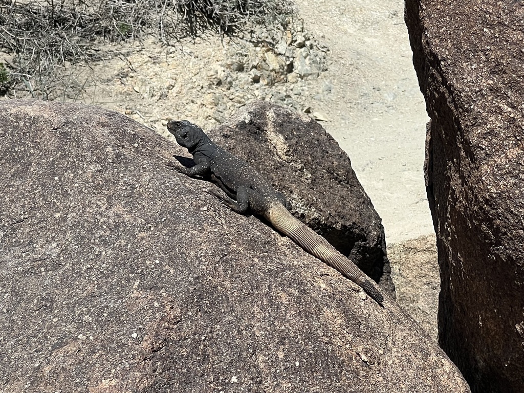 Common Chuckwalla from Joshua Tree National Park, Twentynine Palms, CA ...