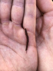 Peripatopsis capensis