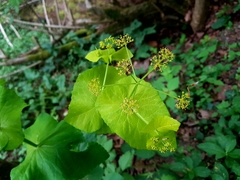 Smyrnium perfoliatum