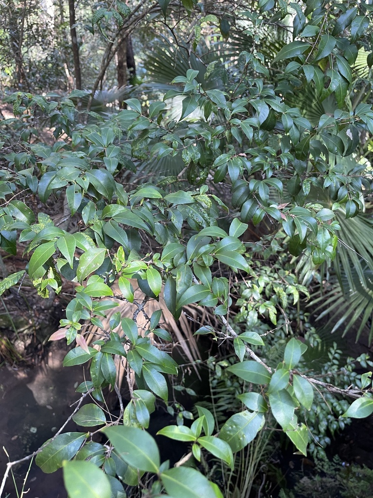 Grey Myrtle from Ku-ring-gai Chase National Park, Lovett Bay, NSW, AU ...