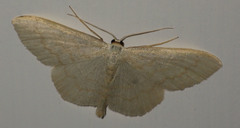 Scopula floslactata
