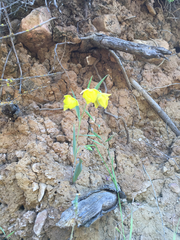 Calochortus pulchellus