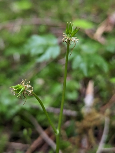 Image of Coptis laciniata by (c) David Anderson, some rights reserved (CC BY)