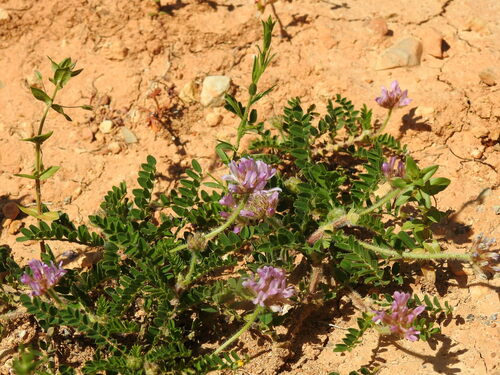 Image of Astragalus echinatus by (c) Duarte Frade, some rights reserved (CC BY)