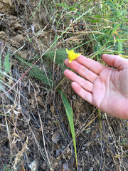 Calochortus pulchellus