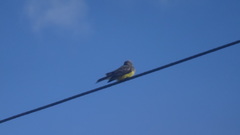 Tyrannus melancholicus