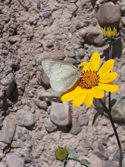 Colias flaveola