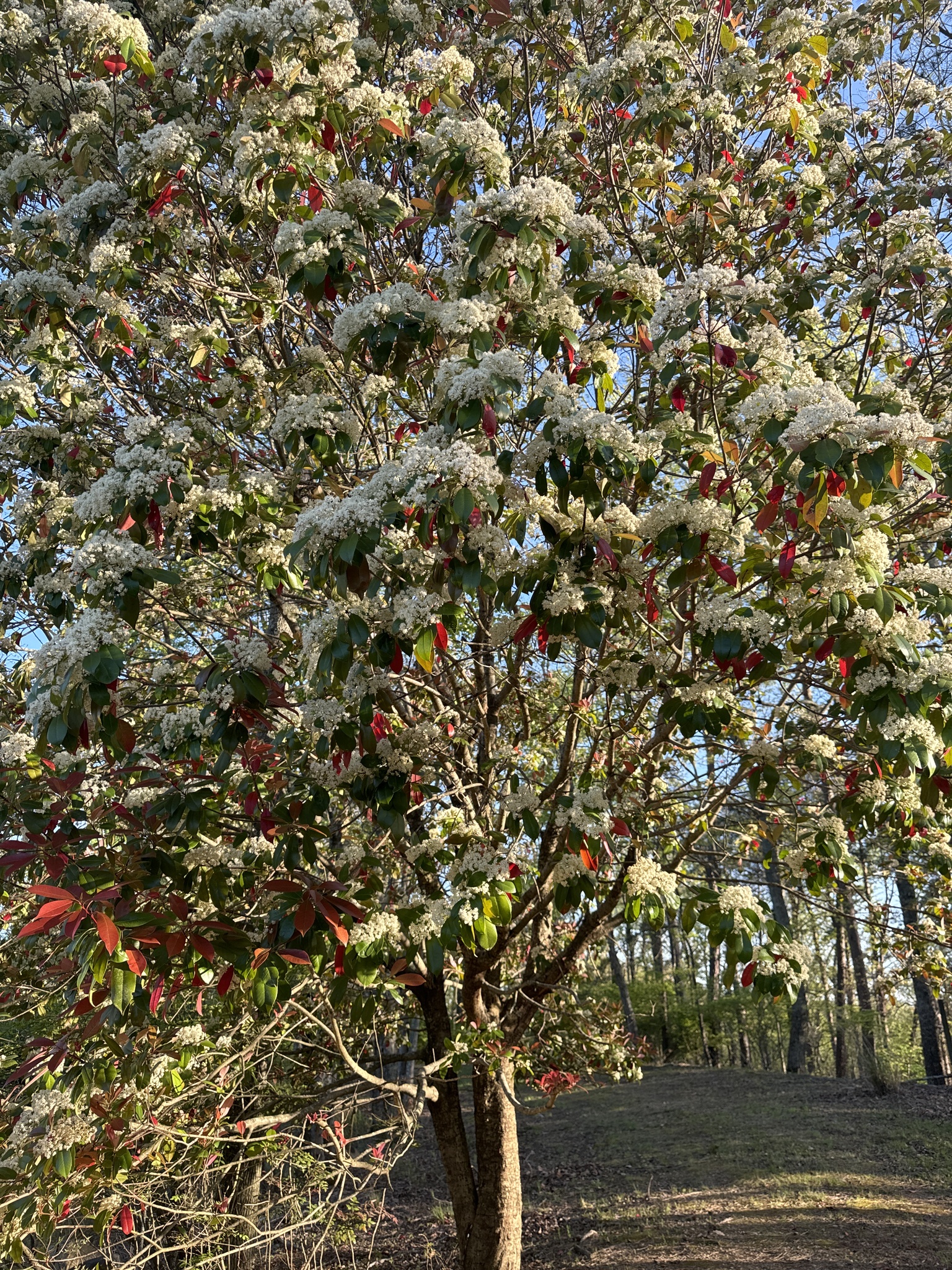 Imagem de Photinia x fraseri