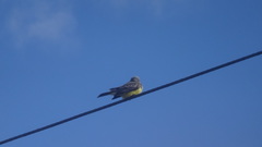 Tyrannus melancholicus