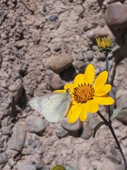 Colias flaveola