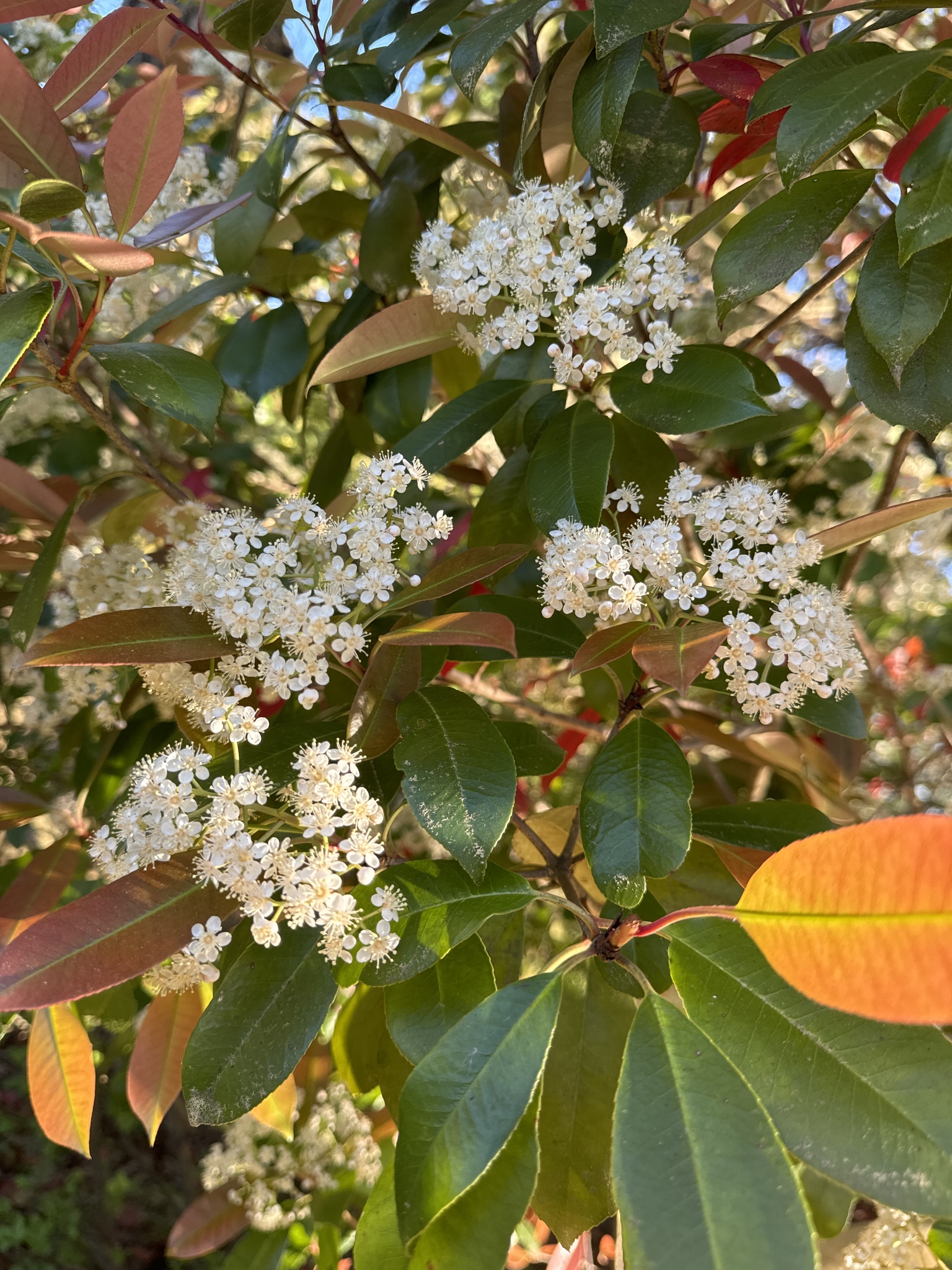 Imagem de Photinia x fraseri