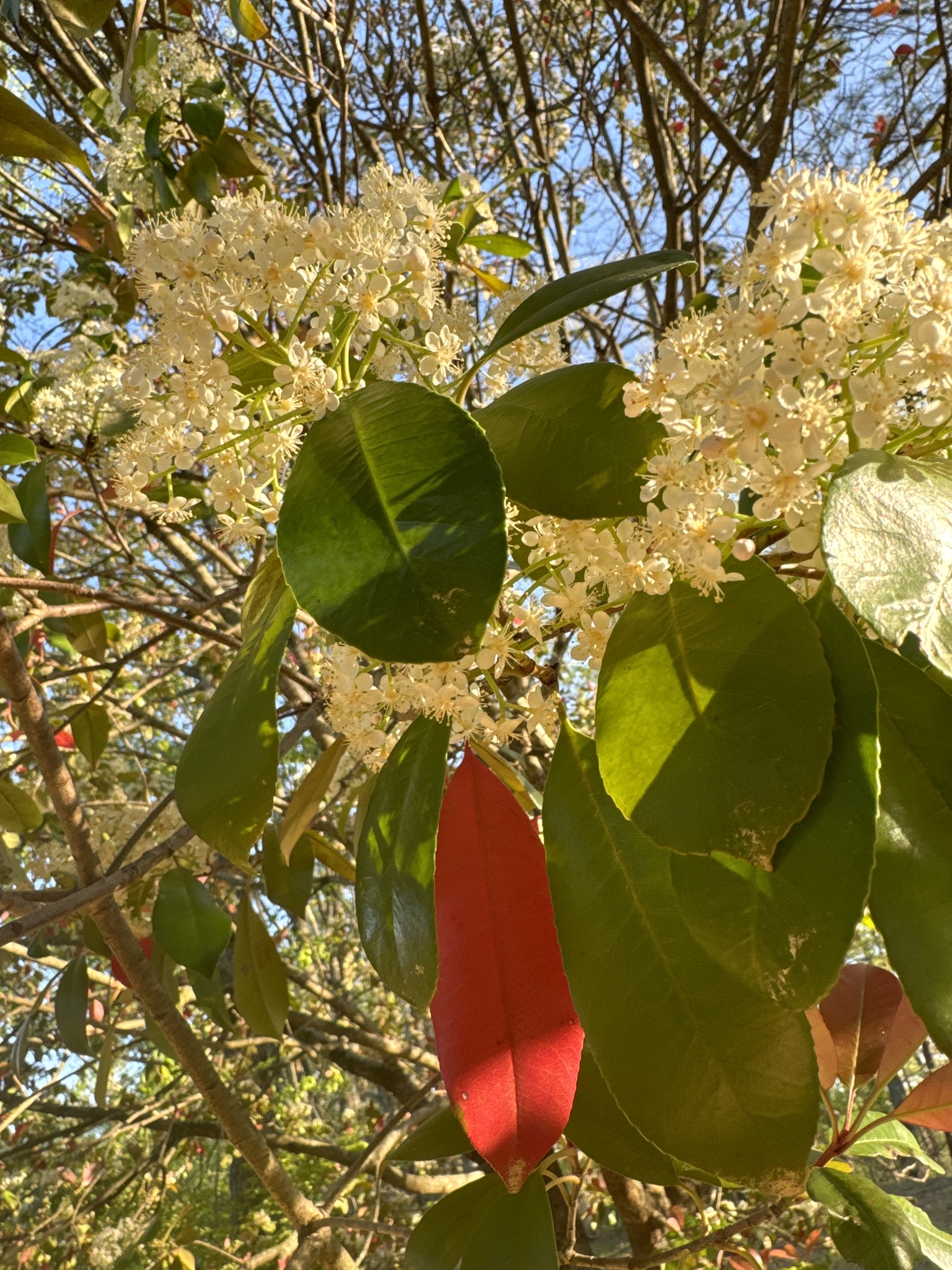 Imagem de Photinia x fraseri