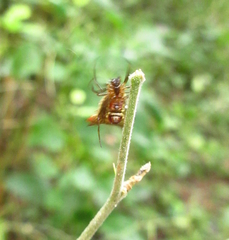 Micrathena plana