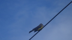 Tyrannus melancholicus