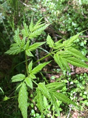Aruncus dioicus