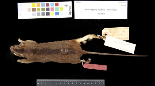 Broad-striped Dasyure (Murexia rothschildi) — Near Threatened Mammalia