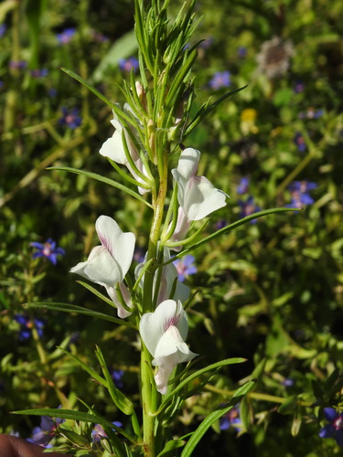 Image of Misopates calycinum by (c) Duarte Frade, some rights reserved (CC BY)