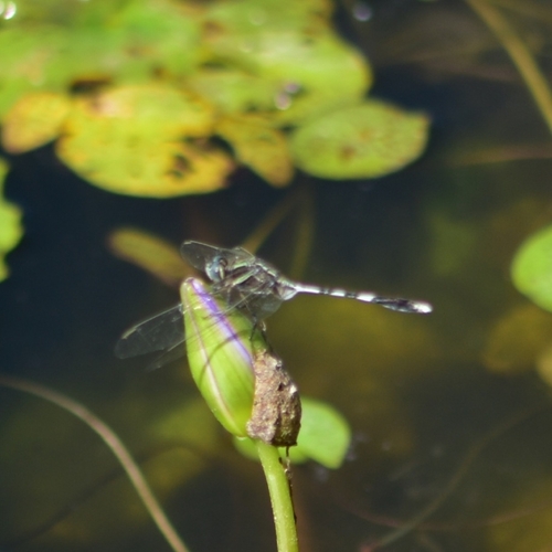 Slender Skimmer