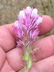 Castilleja densiflora
