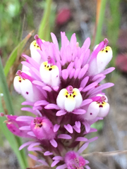 Castilleja densiflora