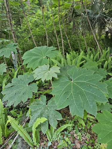 Tetrapanax papyrifer