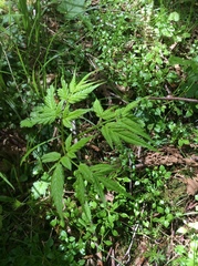Aruncus dioicus