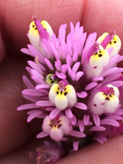 Castilleja densiflora