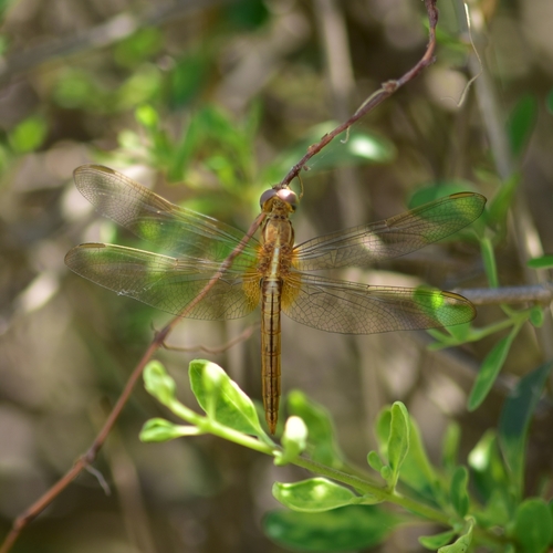 Scarlet Skimmer
