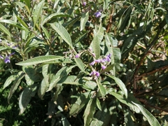 Solanum nitidum