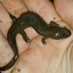 Desmognathus welteri
