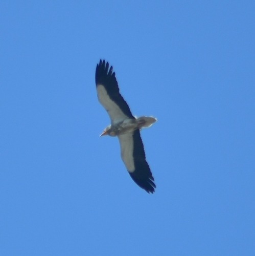 Egyptian Vulture