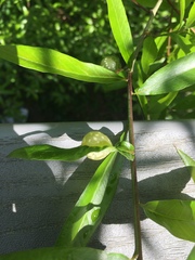 Dryocosmus quercuspalustris