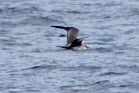 Long-tailed Jaeger