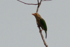 Psilopogon lineatus