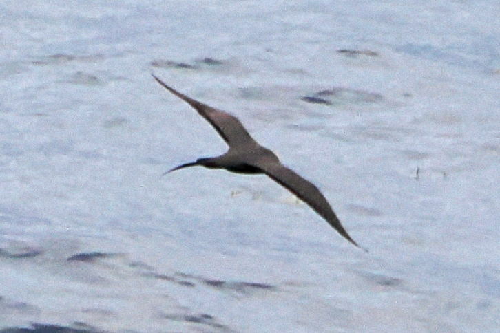 Long-tailed Jaeger