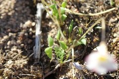 Oxalis monophylla monophylla