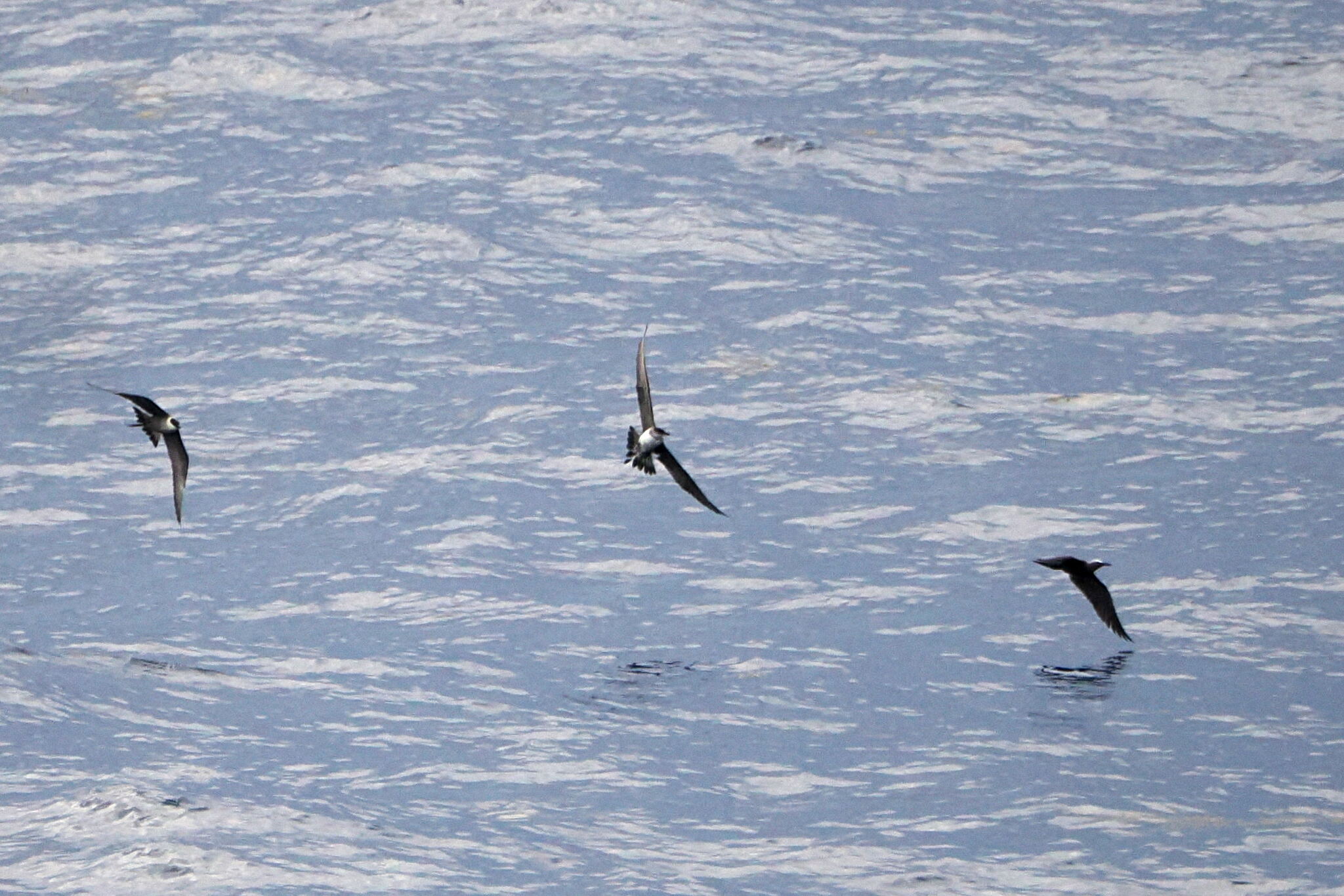 Long-tailed Jaeger