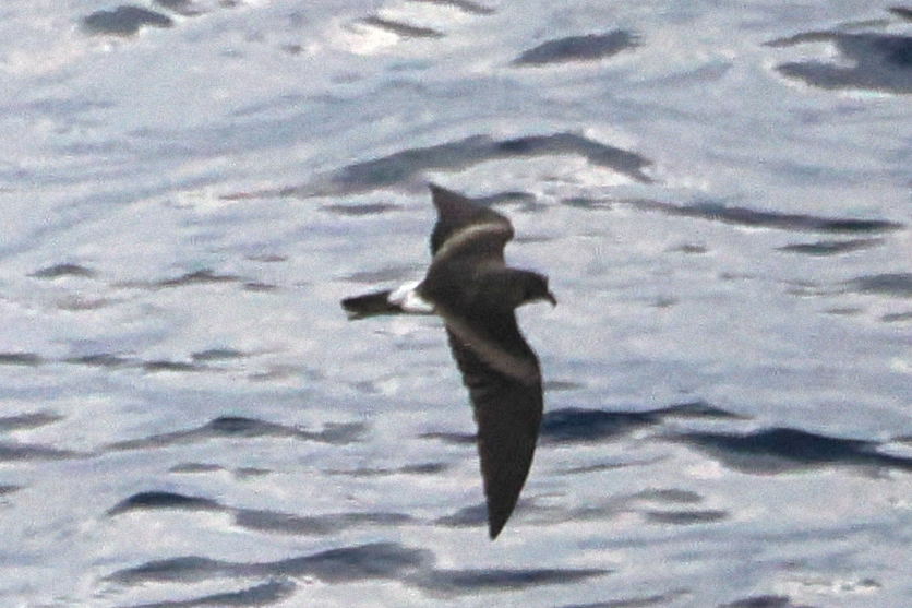 Leach's Storm Petrel