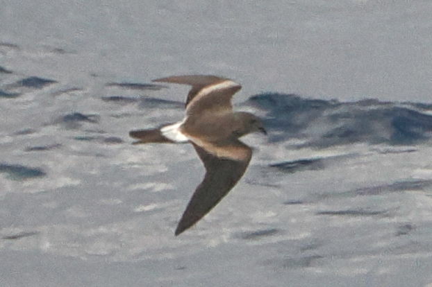 Leach's Storm Petrel