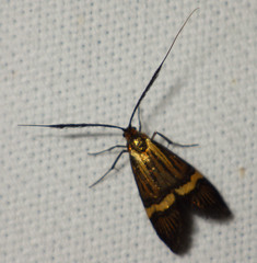 Nemophora degeerella