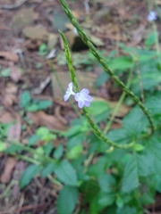 Duranteae